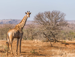 Africa - Giraffe